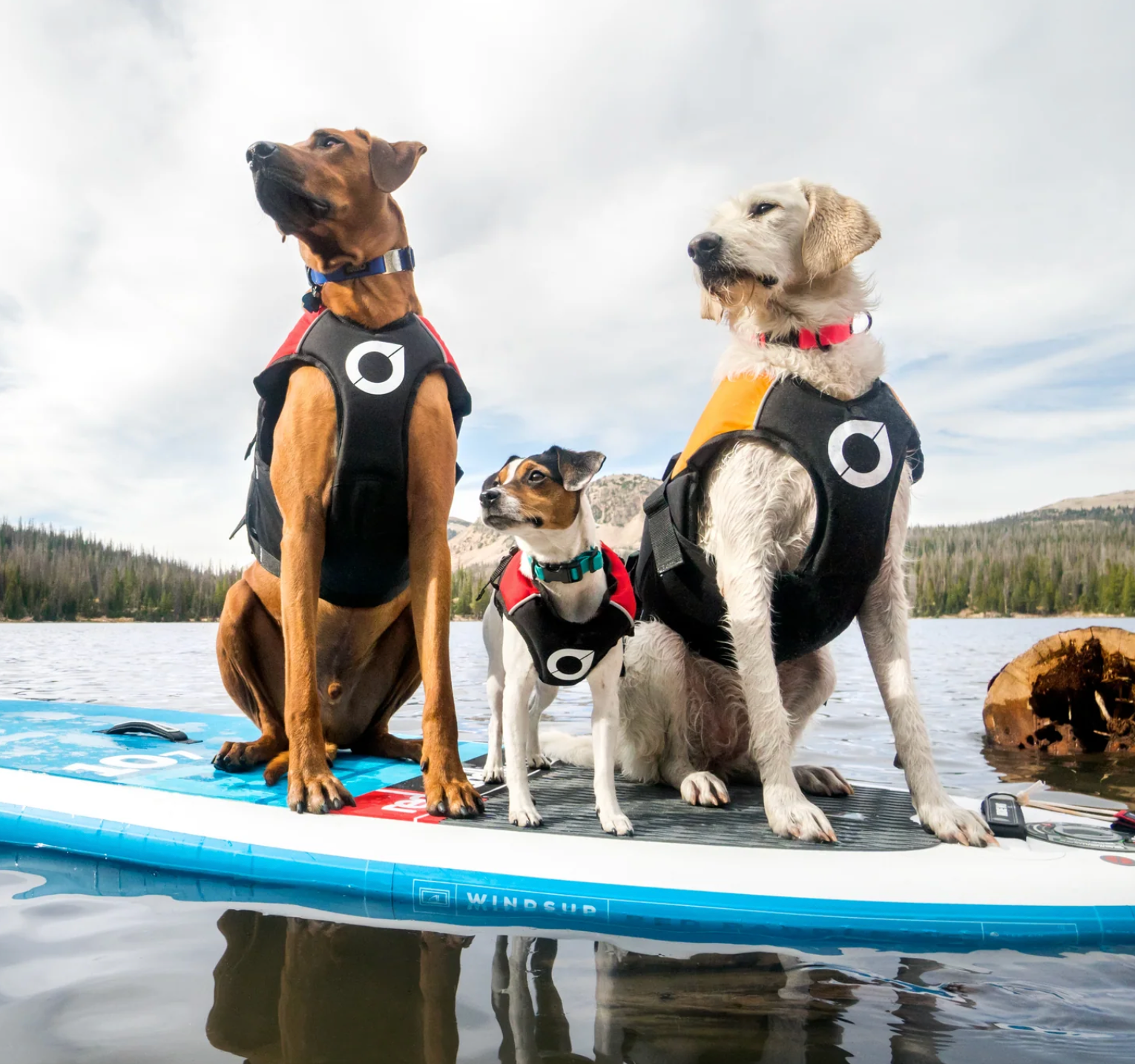 Surf Dog Australia Dog Lifejacket Stunt