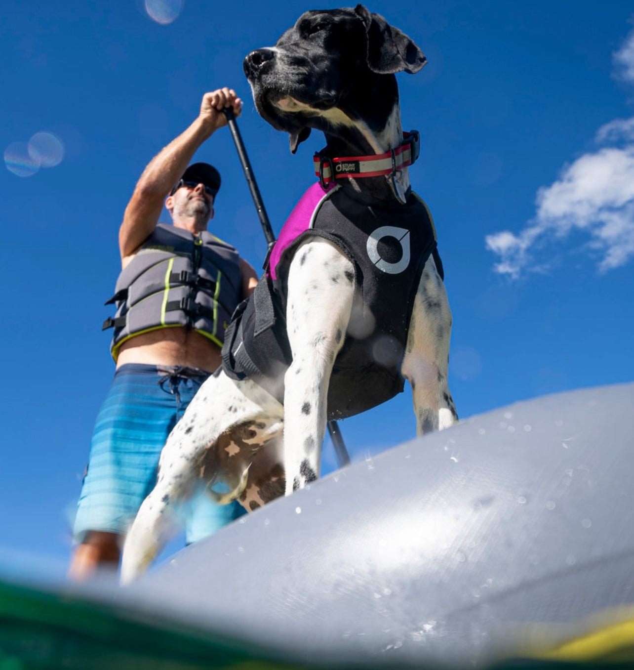 Dog Lifejackets