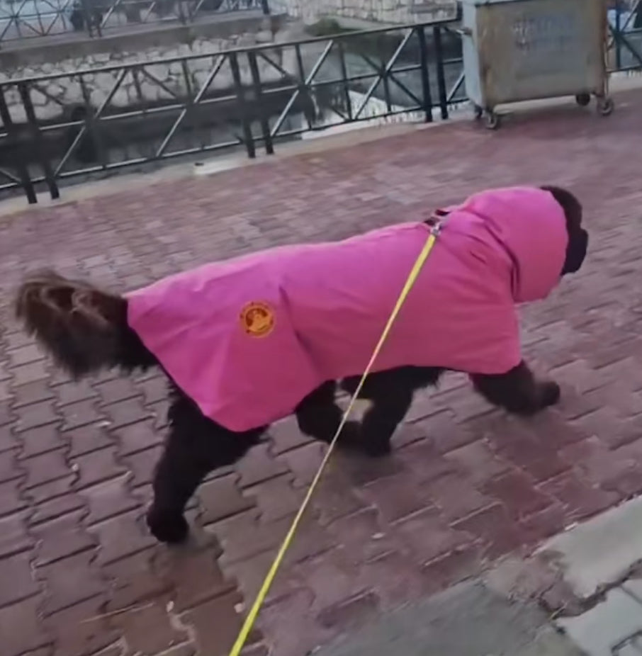 SurfDog Australia Raincoats for Dogs Free walk