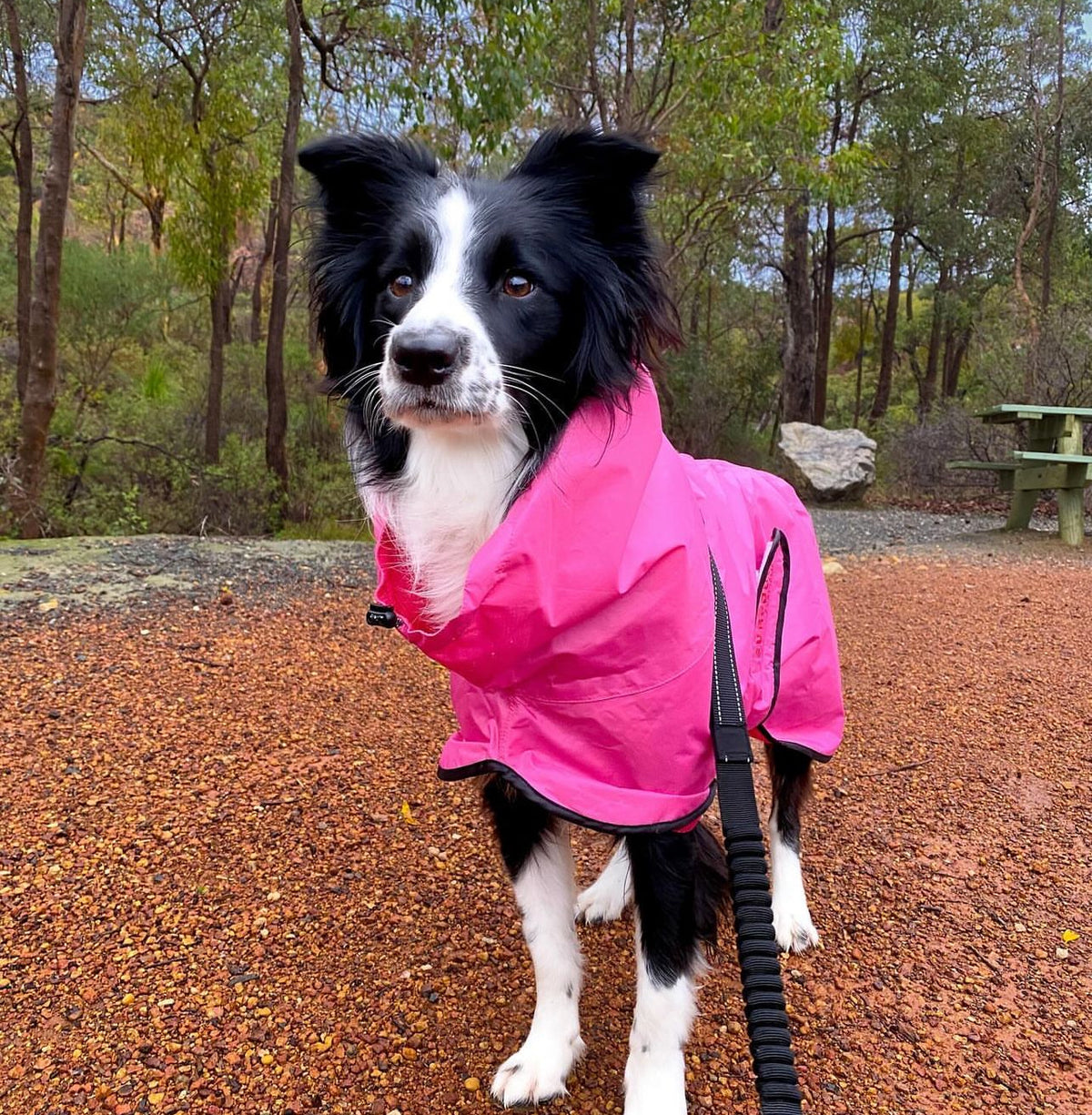 SurfDog Australia Raincoats for Dogs Free walk