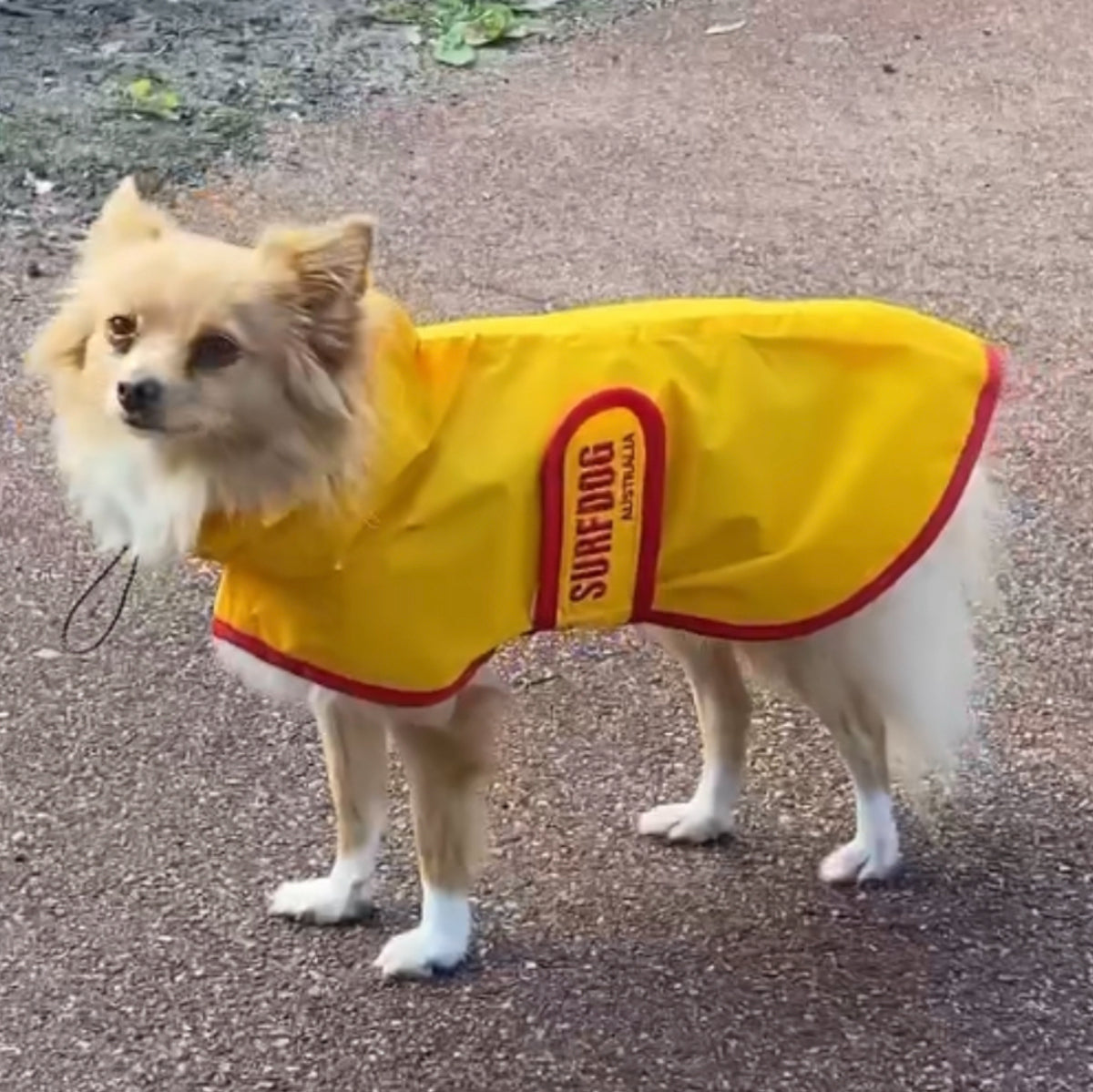 SurfDog Australia Raincoats for Dogs Free walk