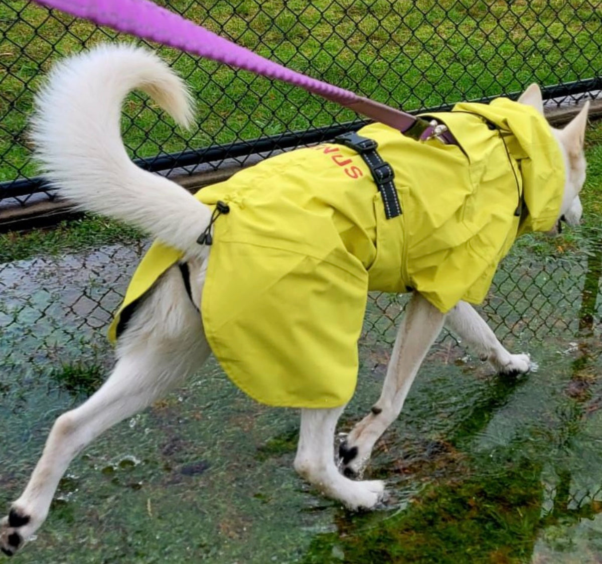 Surfdog Australia Raincoats for Dogs -Super