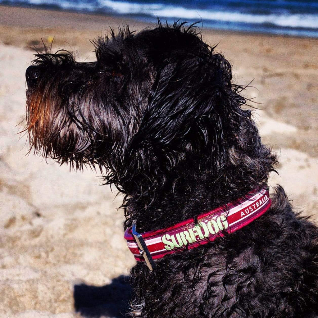 Surf Dog Collars SurfDog collars - waterproof