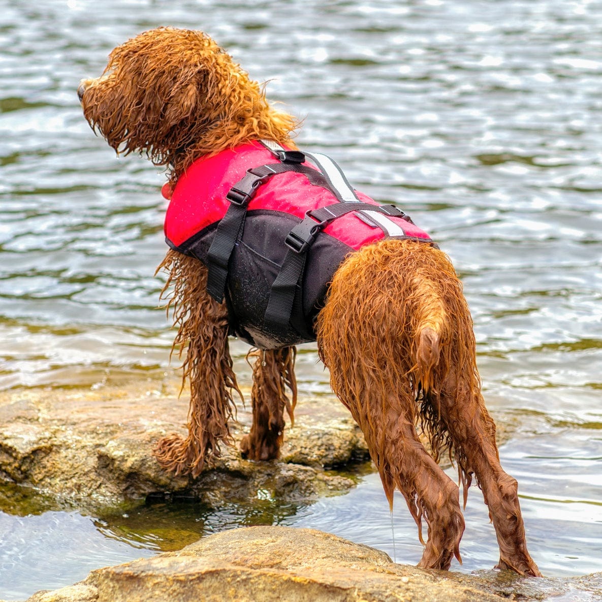 Veste Flottaison Chien Water Dog Safety Dog Life Jacket, Dog