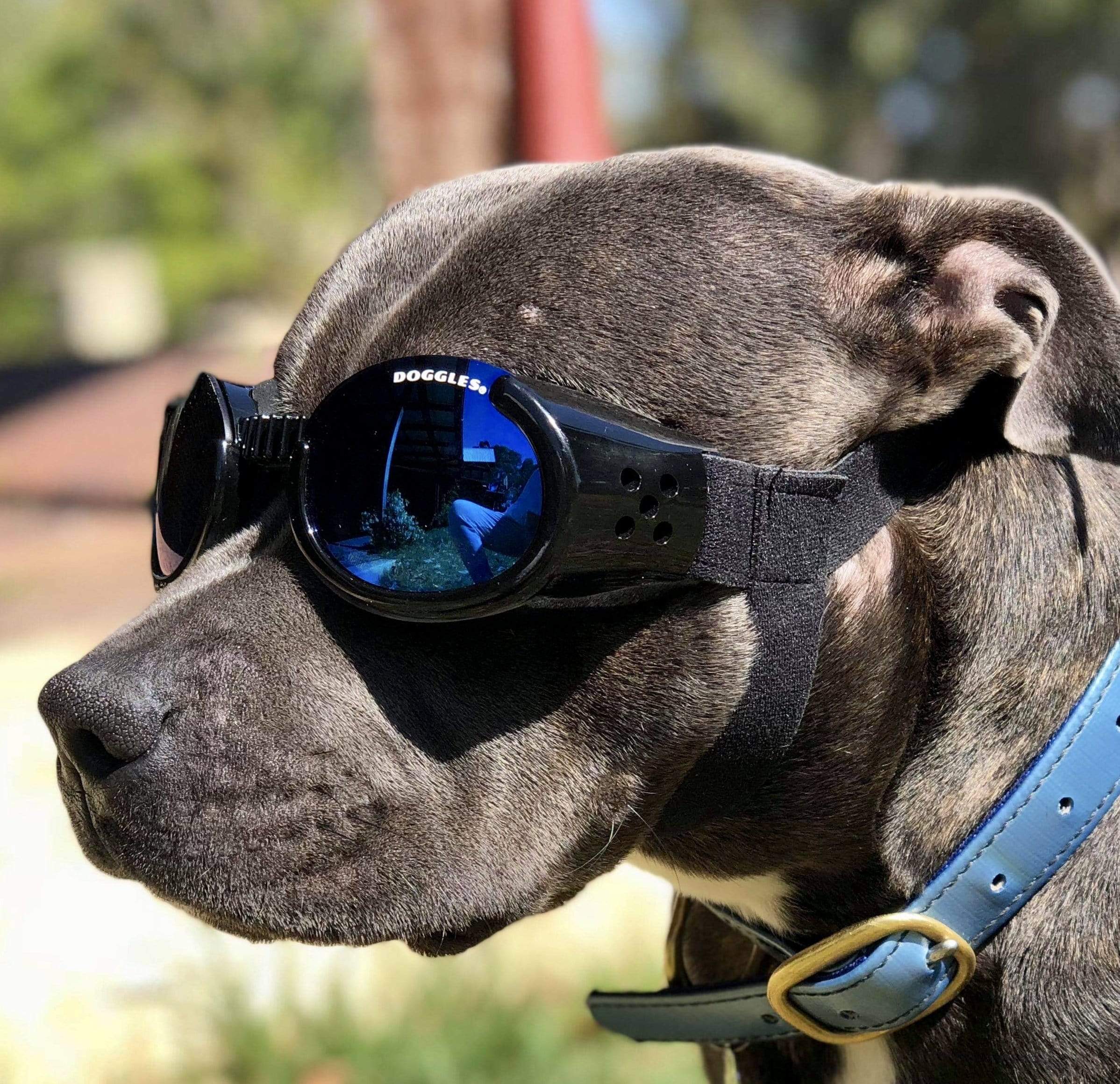 dogs with goggles Doggles
