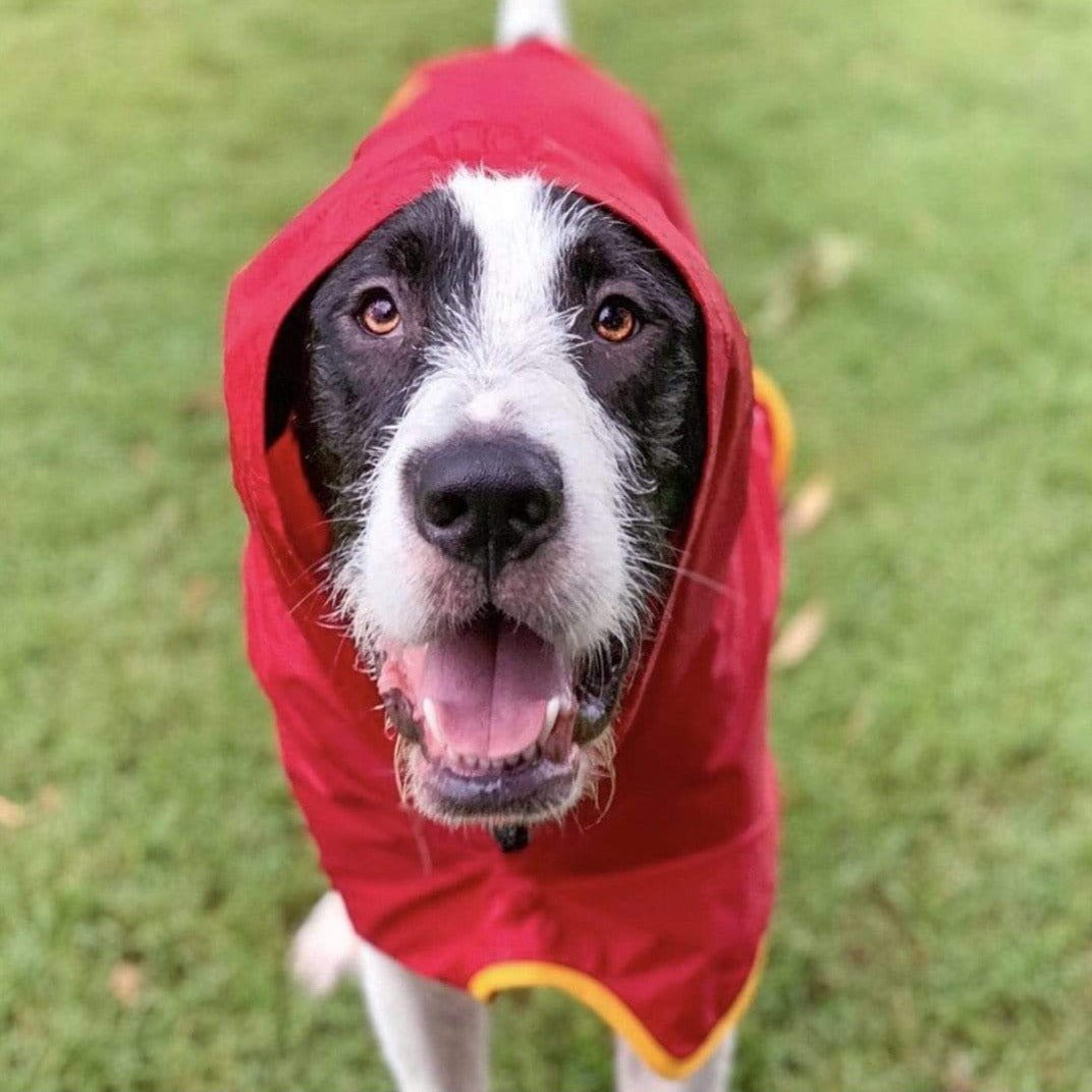 Dog Raincoats for Aussie dogs
