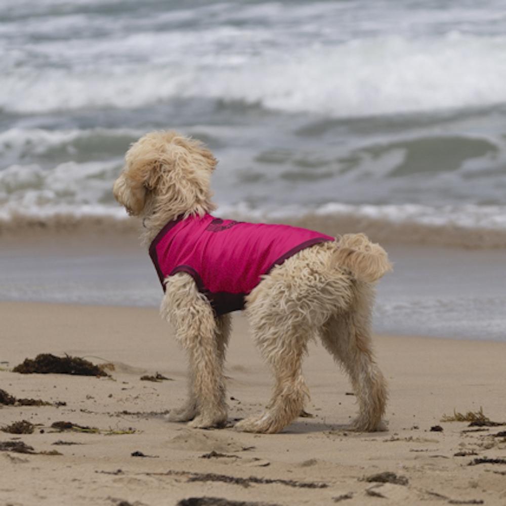 Surf Dog Shirts Dog Rashies - Sun Protection