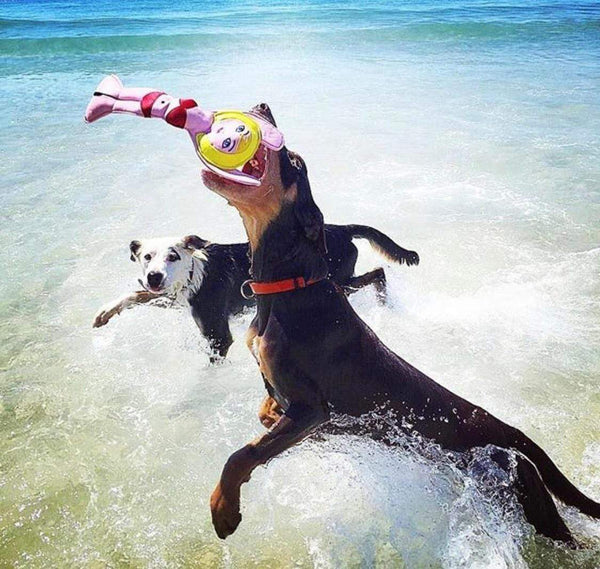 Surfdog Australia Dog Toys