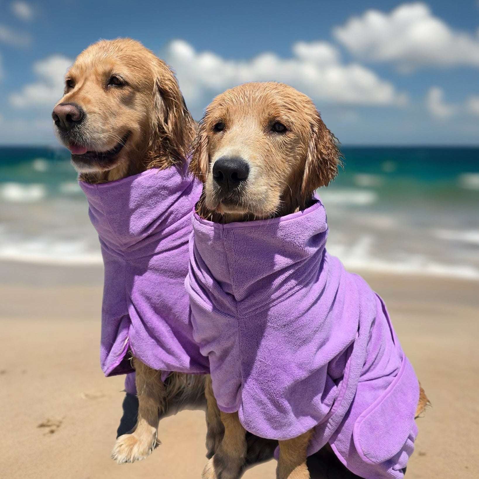 Best Dog Drying Coat | How to choose the best dog drying coatI | Surf Dog Australia or All Dogs - Surfdog Australia