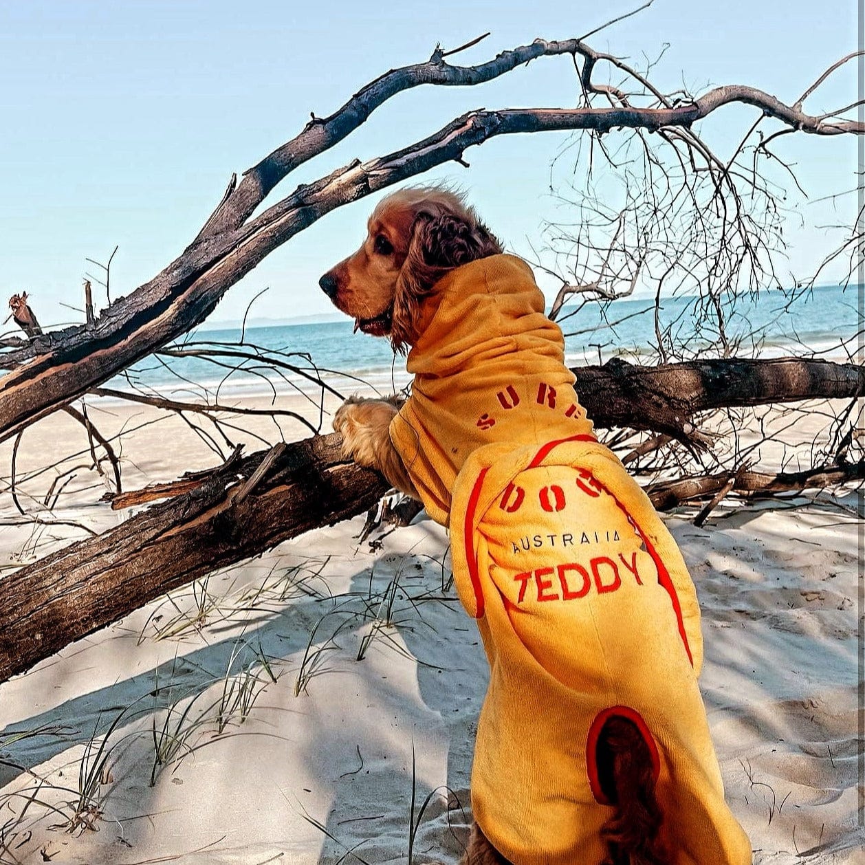 What Is the Best Dog Drying Coat? | Surf Dog Australia - Surfdog Australia