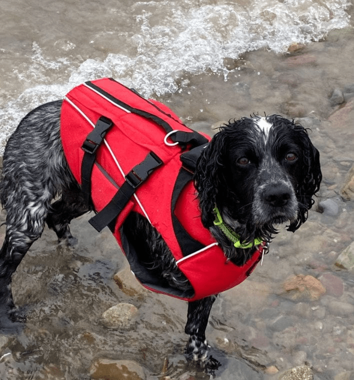 Dog Lifejackets & Custom Wetsuits - Surfdog Australia