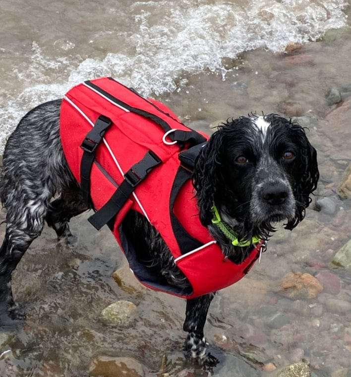 Dog Lifejackets & Custom Wetsuits