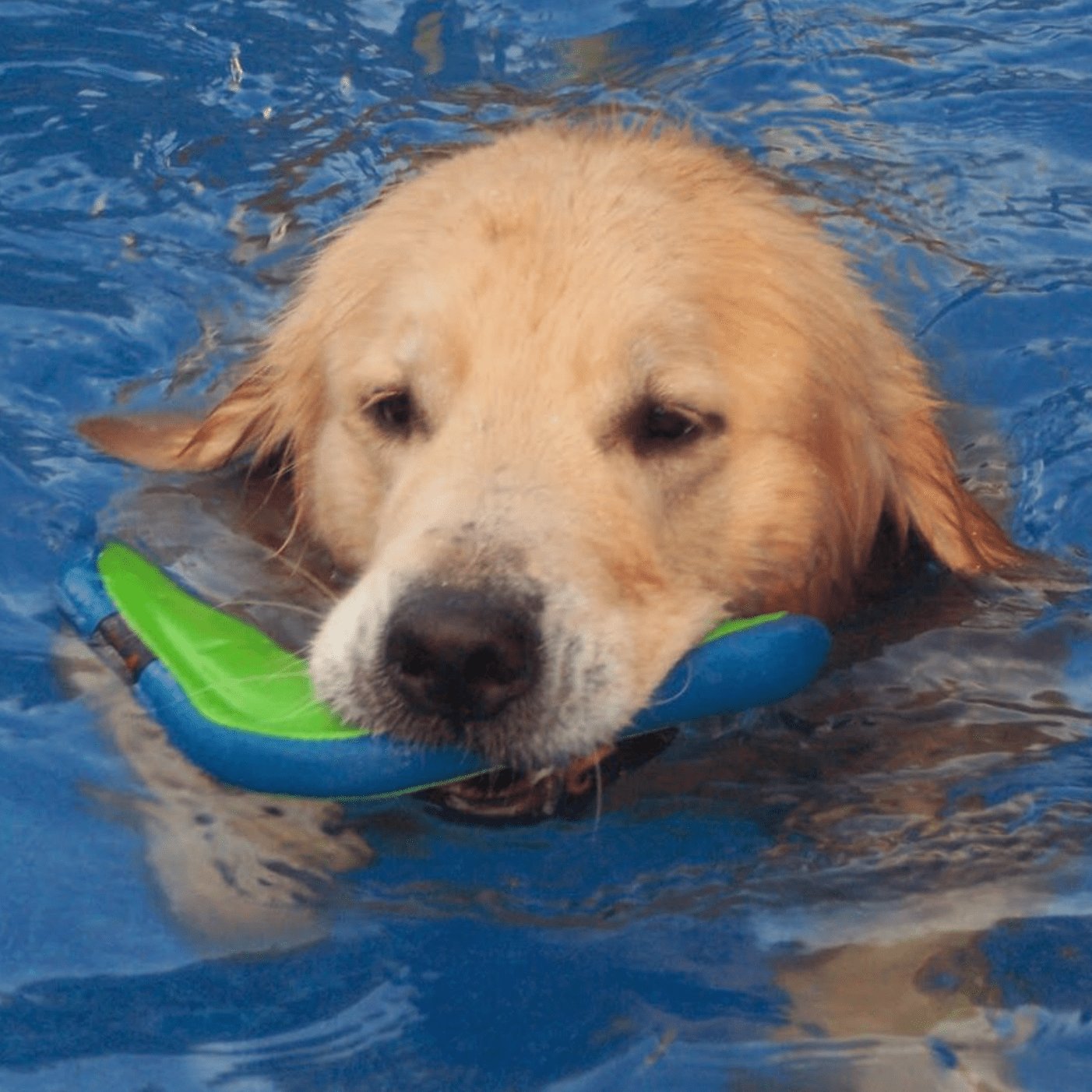 Dog Toys