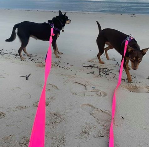 long dog leash