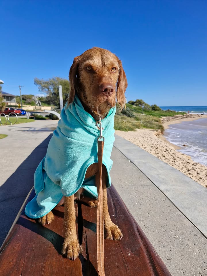 Dog Drying Coats - premium quality, quick drying. Best Drying coat for dogs of all sizes Surfdog Australia