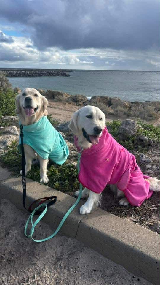 Dog Drying Coats - premium quality, quick drying. Best Drying coat for dogs of all sizes Surfdog Australia