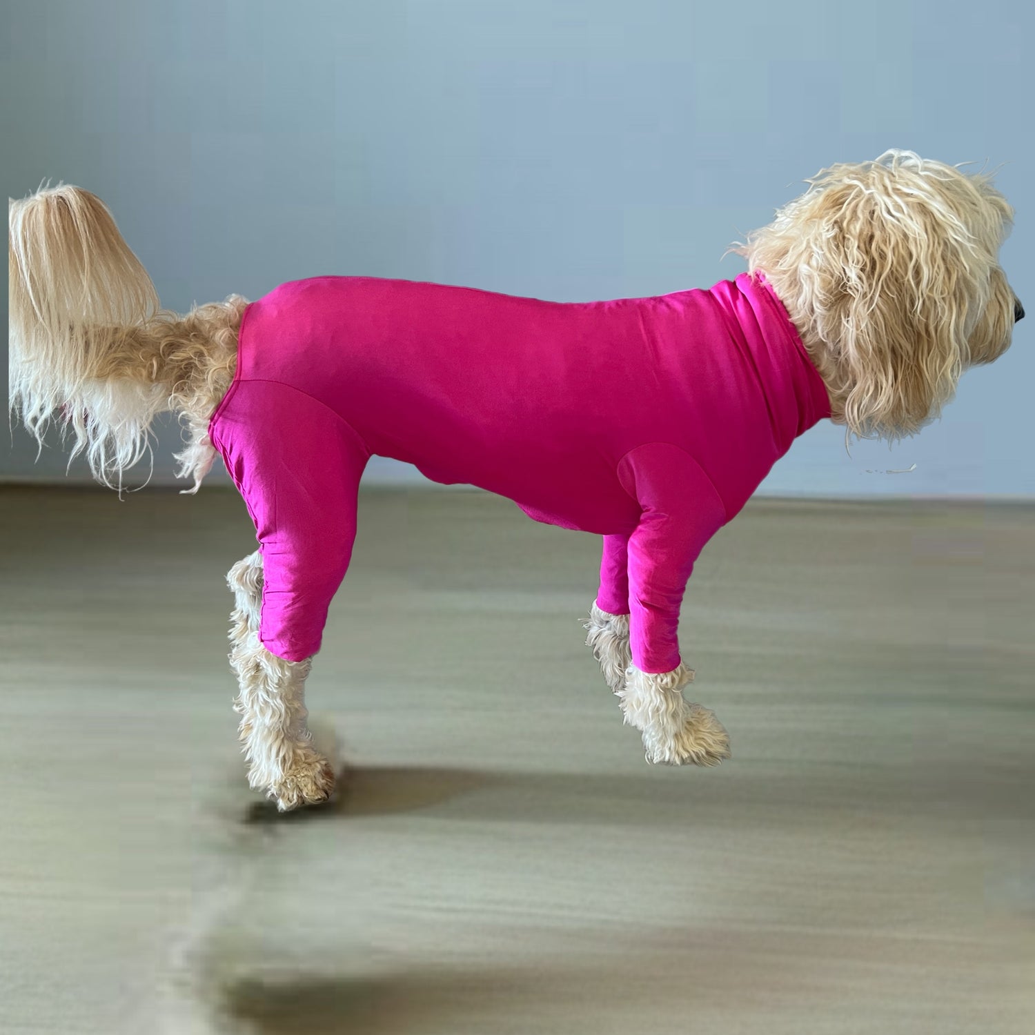 Dog Body Suit, lightweight, post surgery recovery Surfdog Australia