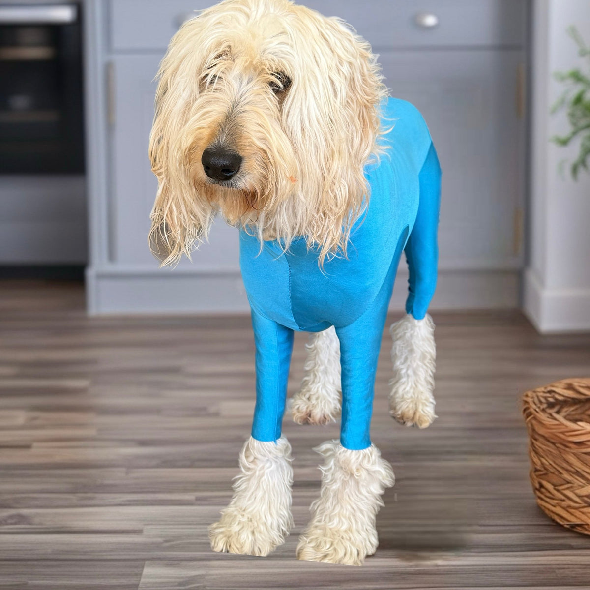 Dog Body Suit, lightweight, post surgery recovery Surfdog Australia