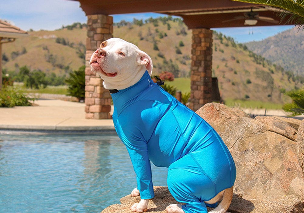 Surfdog Australia LONG SLEEEVED DOG RASHIE - DOG BODY SUIT