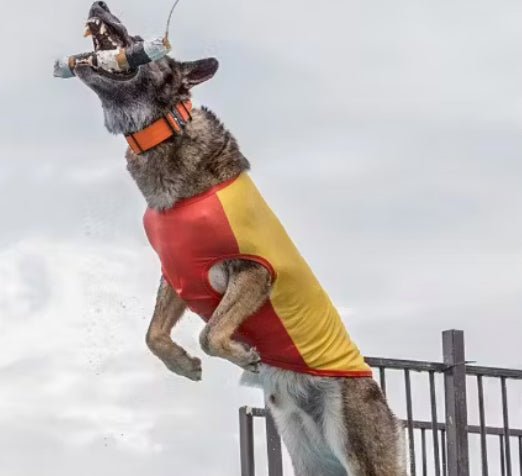 Dog Rashie Vest - UV50+ Sun Protection for Dogs | Surfdog Australia