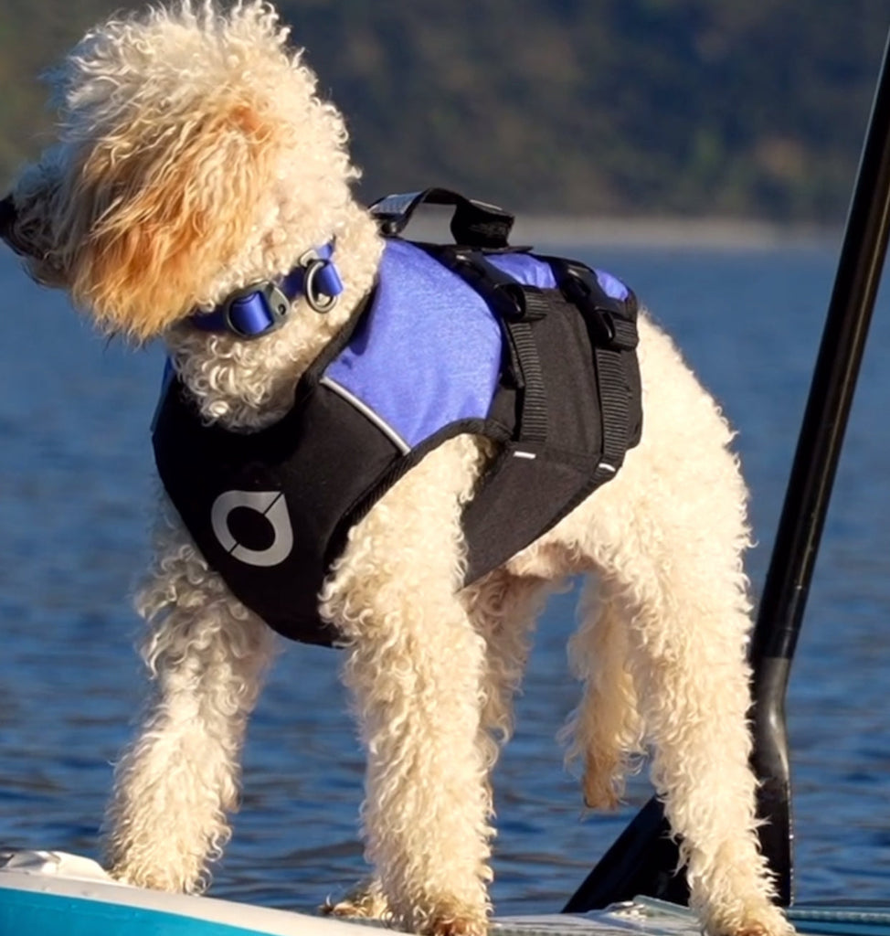 Surf Dog Australia Dog Lifejacket Dog Lifejackets