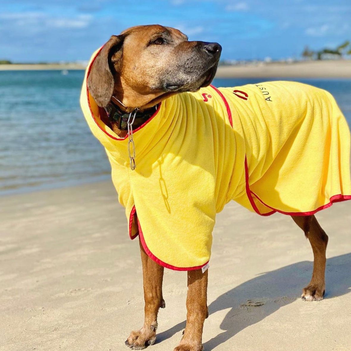 Dog Drying Coats - premium quality, quick drying. Super comfort. Surfdog Australia