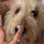 Dog Safe Sunscreen, Australia Nose & Skin Barrier Cream suitable for all animals. No chemicals Surfdog Australia