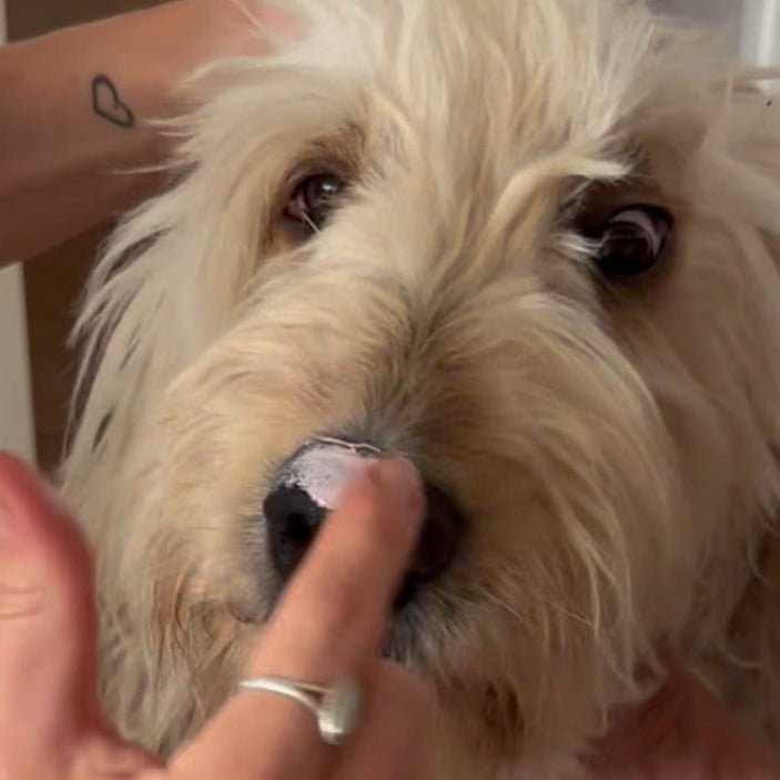 Dog Safe Sunscreen, Australia Nose & Skin Barrier Cream suitable for all animals. No chemicals