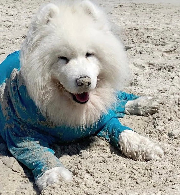Dog Rashie Body Suit Surfdog Australia
