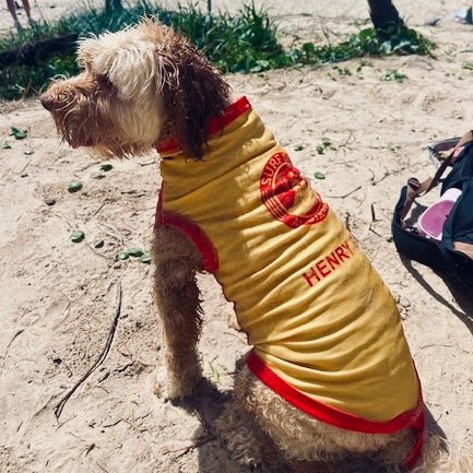 Dog Rashie Vest – UV50+ Sun Protection for Dogs Surfdog Australia