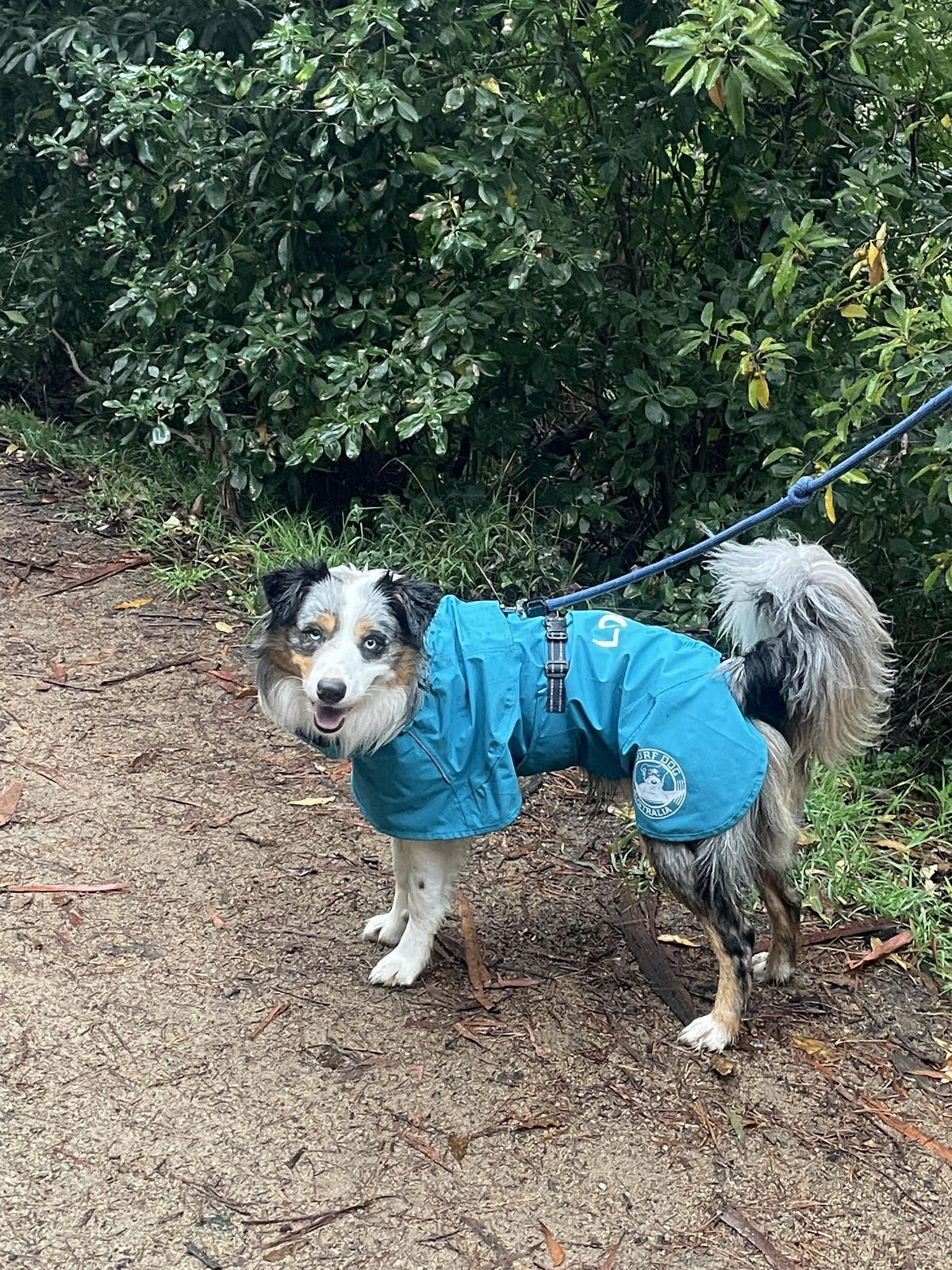 Premium lightweight dog raincoat for Australian conditions. Surfdog Australia