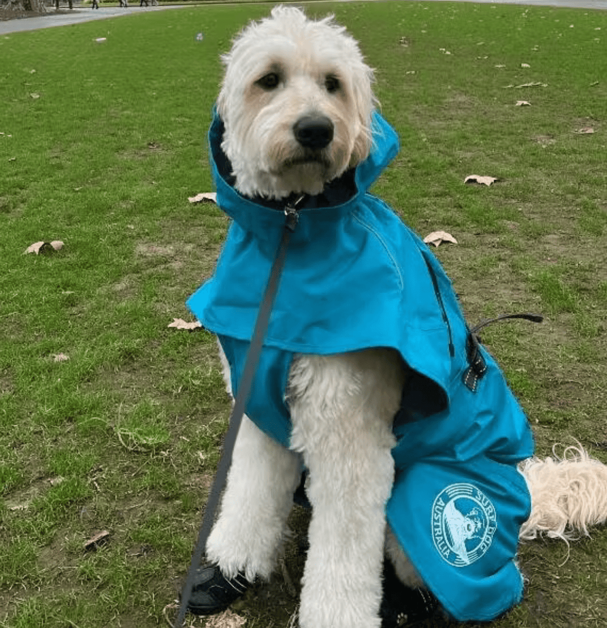 Premium lightweight waterproof dog raincoat. Adjustable fit, perfect for Australian conditions. Surfdog Australia