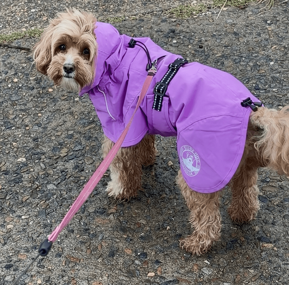Premium lightweight dog raincoat for Australian conditions. Surfdog Australia