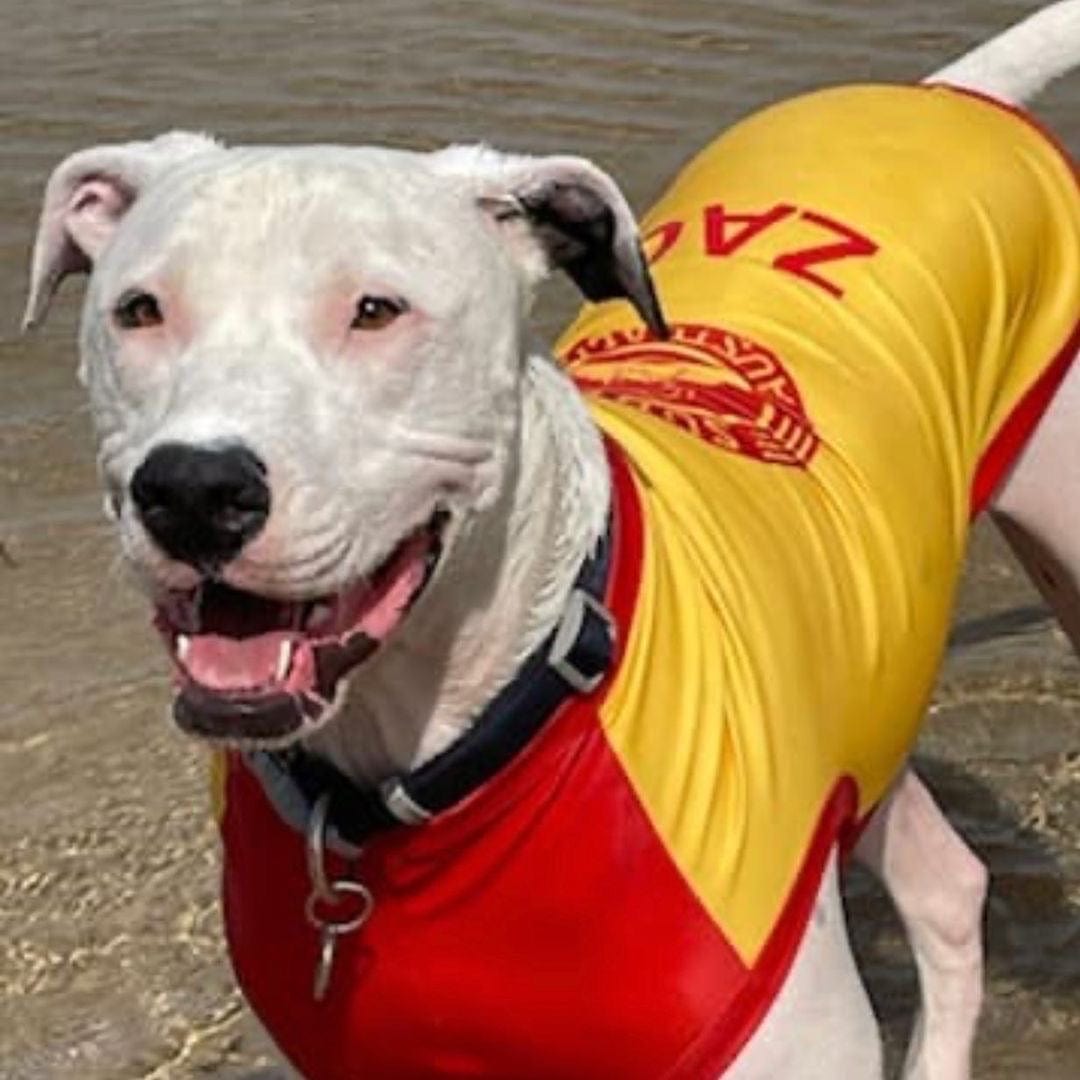 Dog Rashies by Surfdog Australia - UV protection shirts for dogs