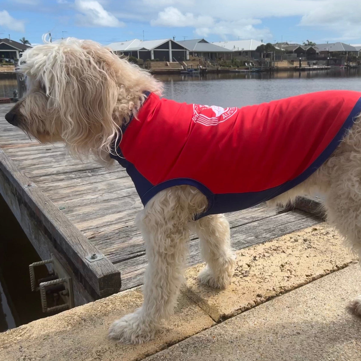 Dog Rashie Vests - protecing dogs from UV Rays and helping with allergies Surfdog Australia 