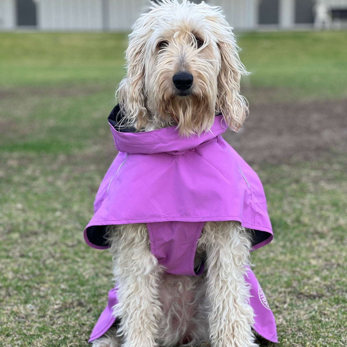 Raincoats for Dogs