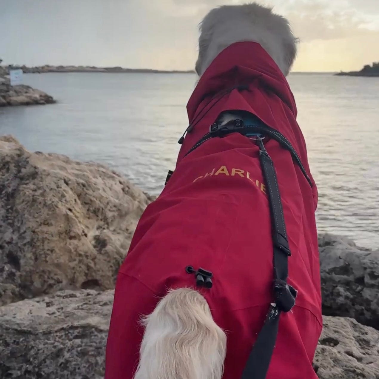 Surfdog Australia Dog Coat Raincoats for Dogs -Super