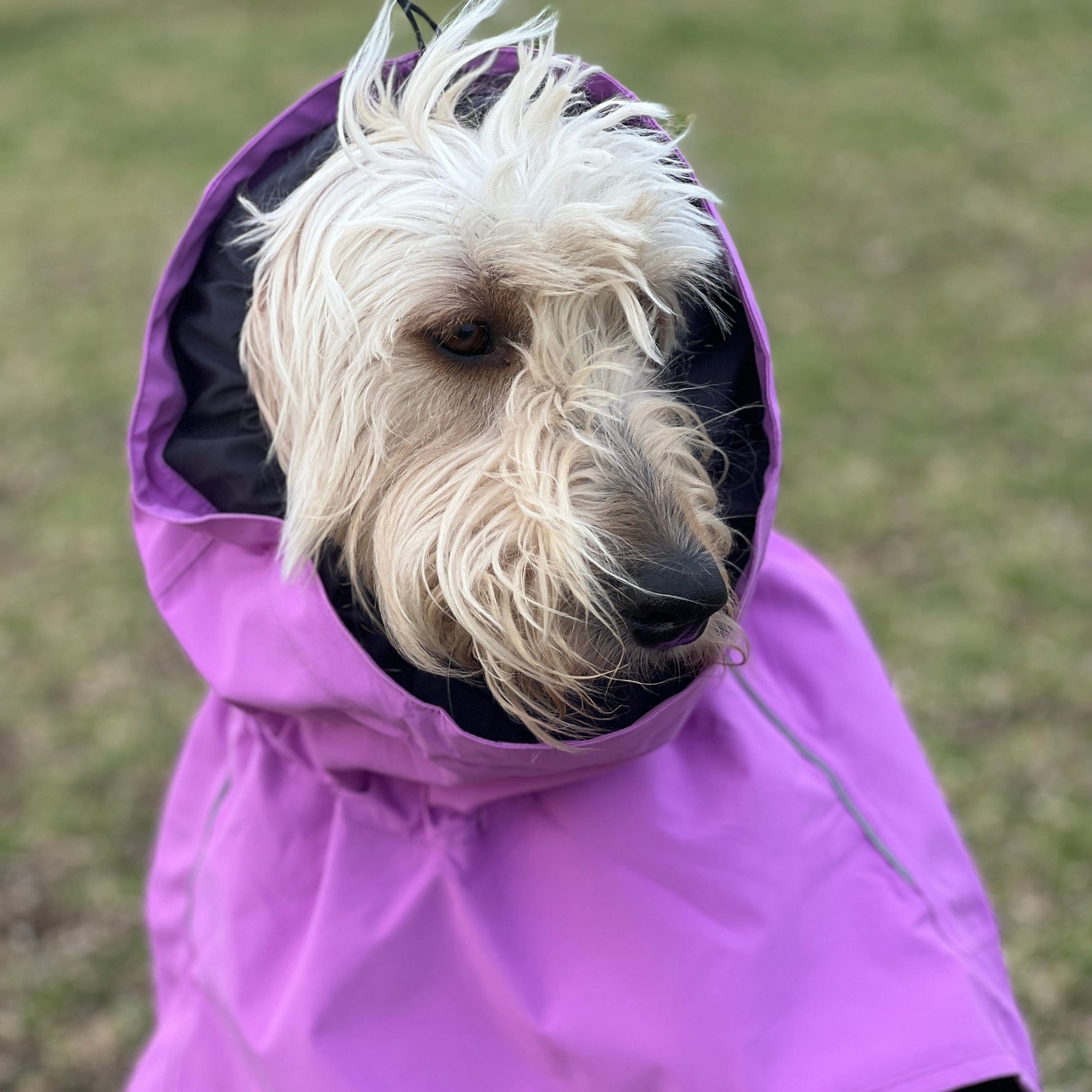 Surfdog Australia Dog Coat Raincoats for Dogs -Super
