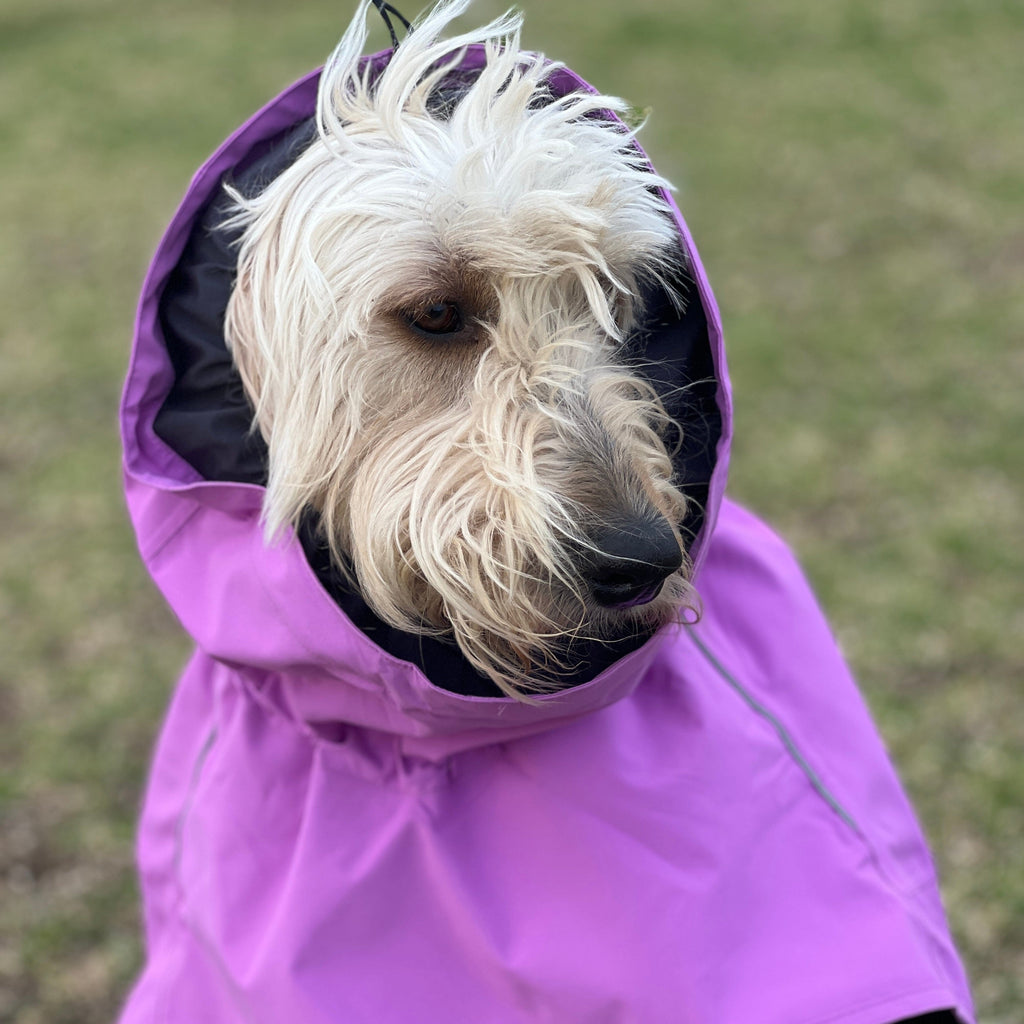 Raincoats for Dogs