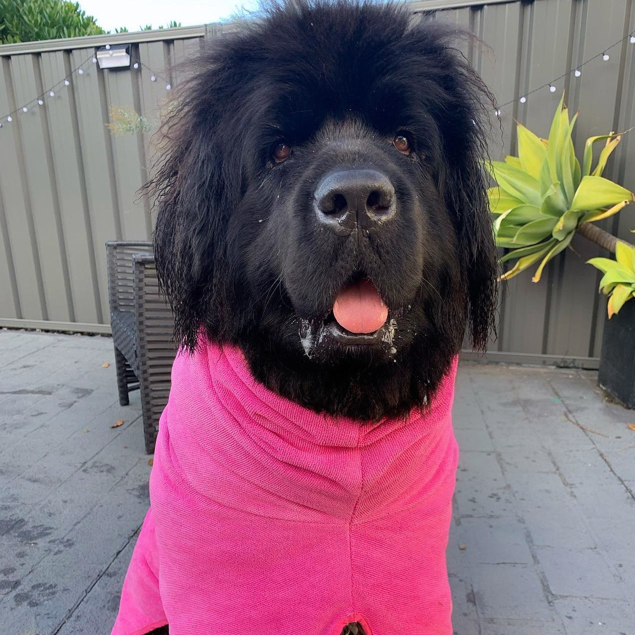 SurfDog Australia Dog Drying Coats