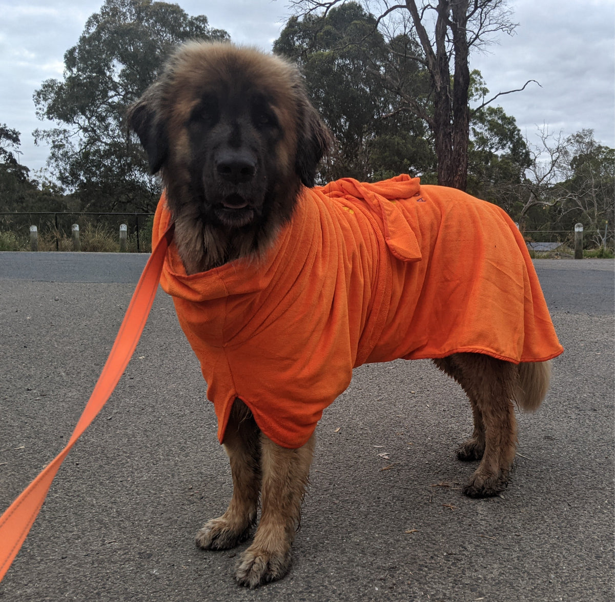 SurfDog Australia Dog Drying Coats Dog Drying Coats XXL 90-110cm