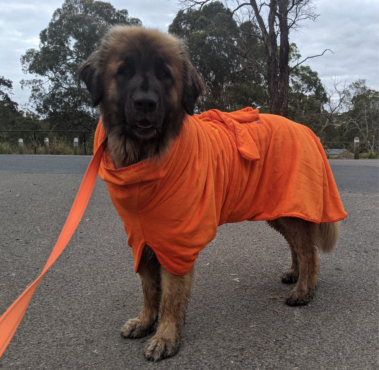 SurfDog Australia Dog Drying Coats Dog Drying Coats XXL 90-110cm