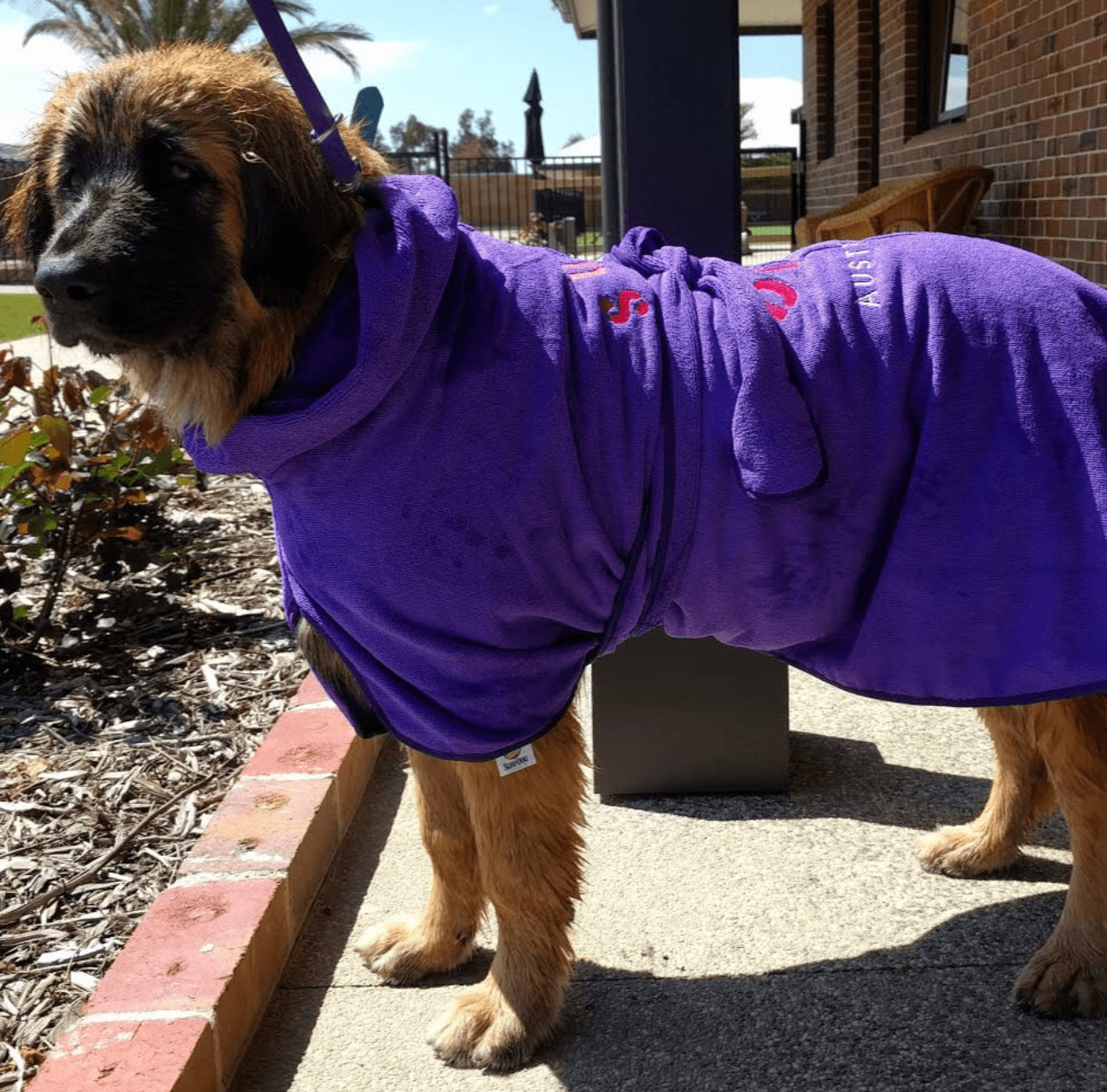SurfDog Australia Size XXL. Back 90-110cm