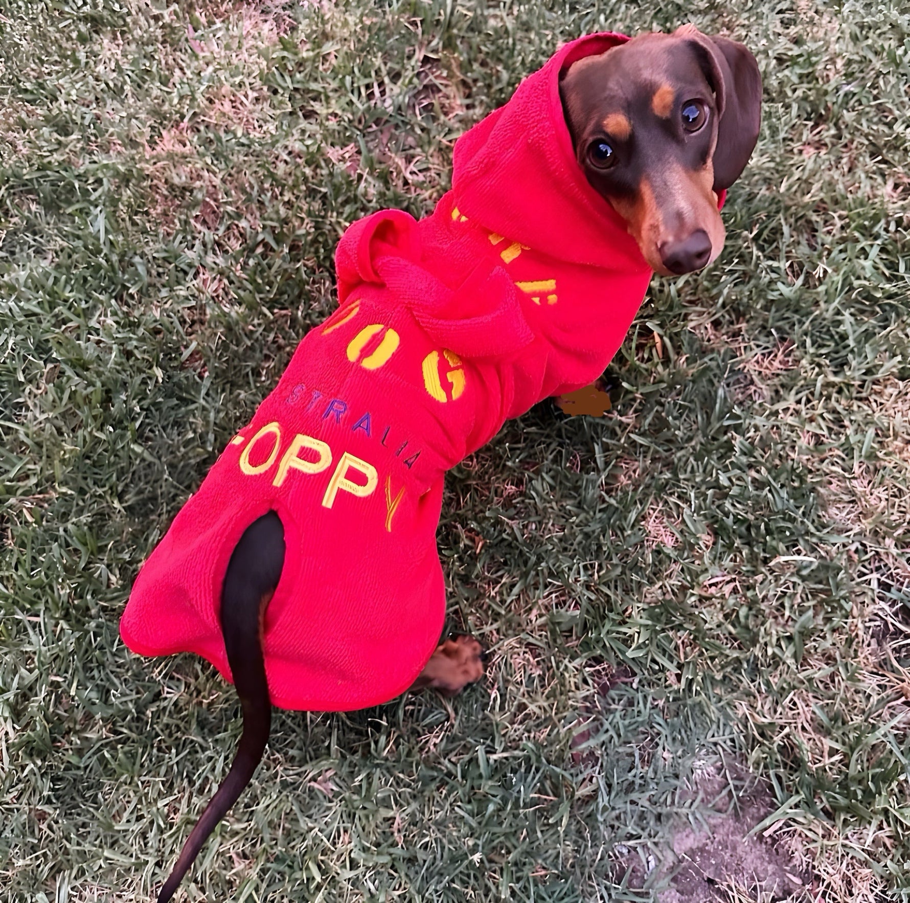 SurfDog Australia Size Dachshund. Back 38-46cm