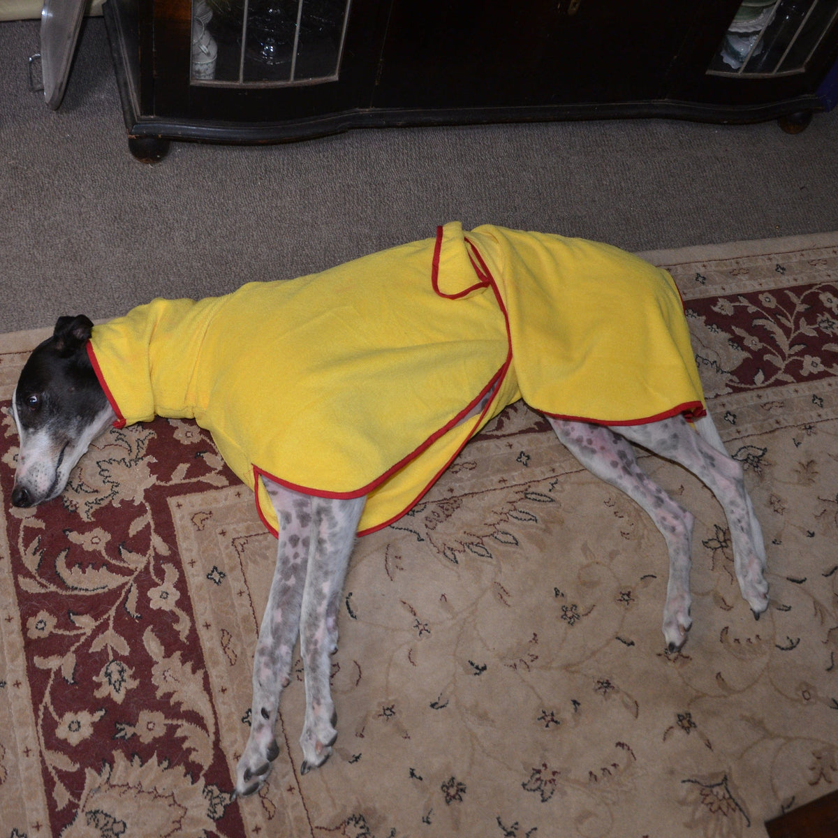 SurfDog Australia Size Greyhound. Back 65-80cm