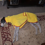SurfDog Australia Size Greyhound. Back 65-80cm