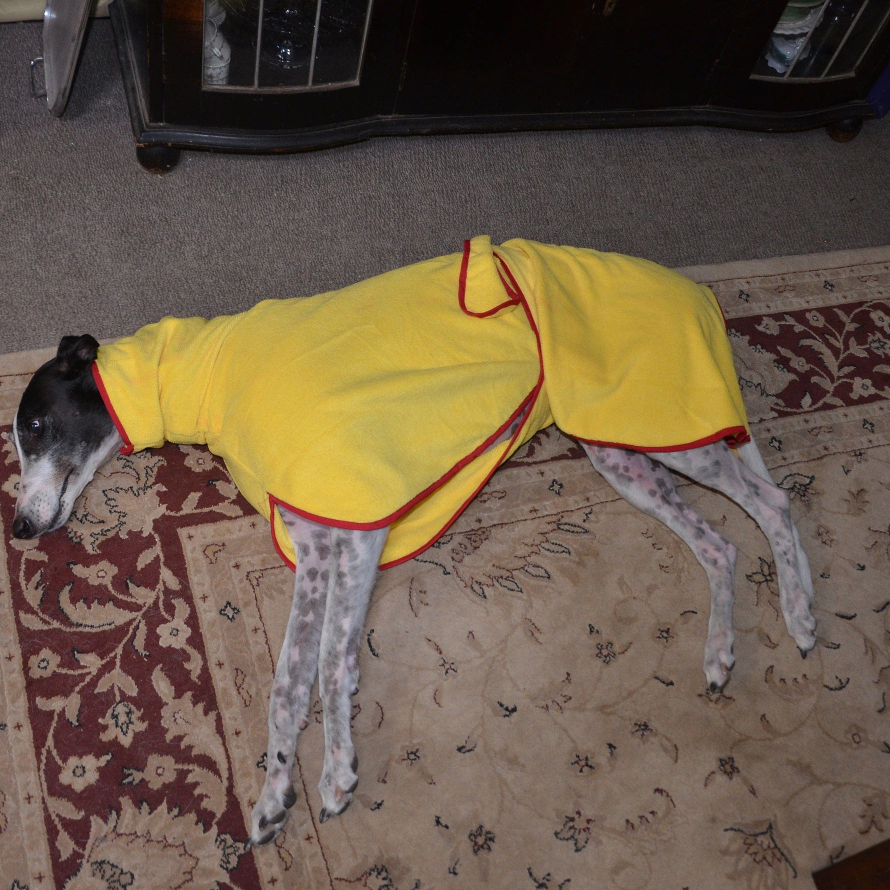 SurfDog Australia Size Greyhound. Back 65-80cm