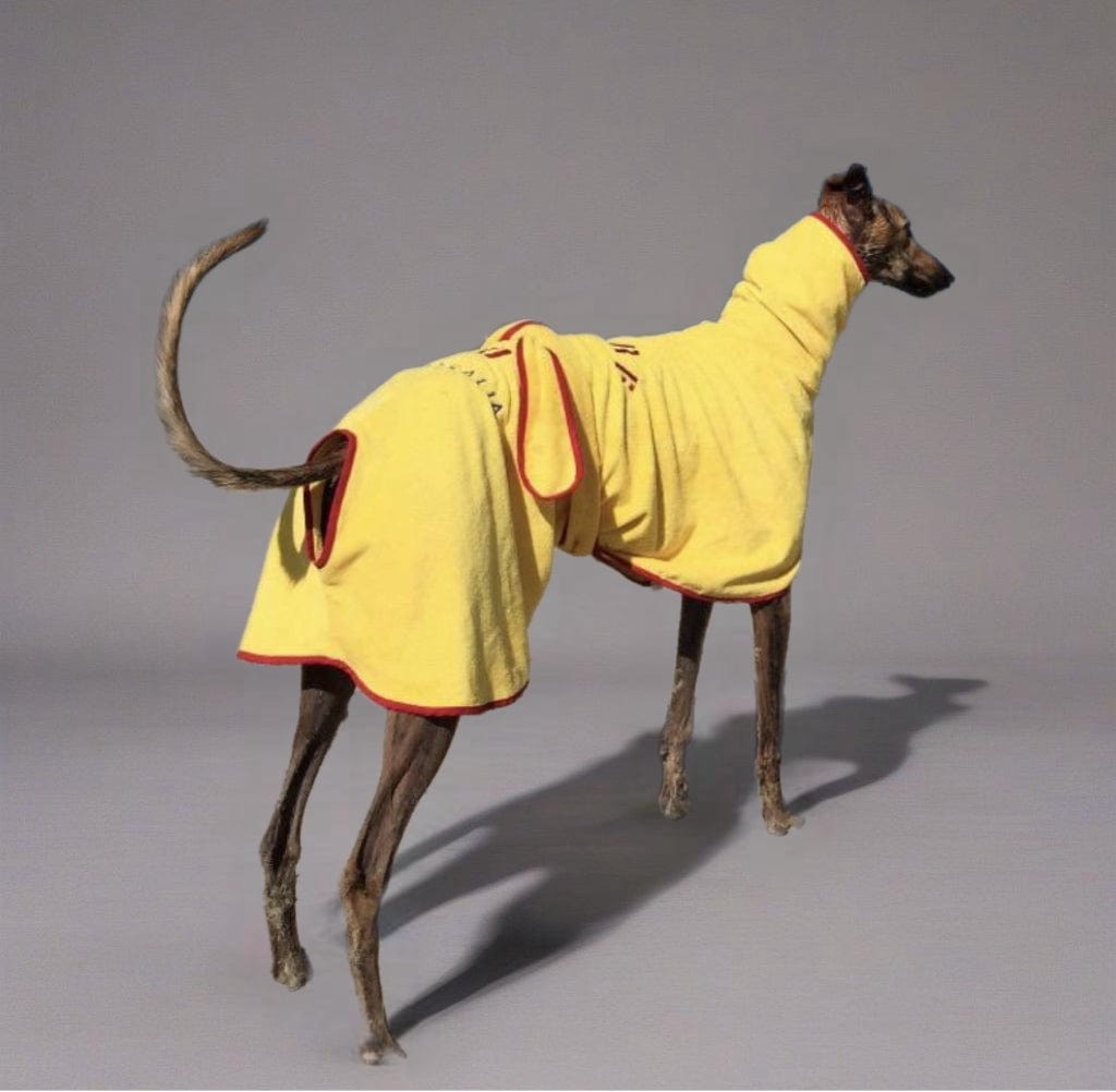SurfDog Australia Size Greyhound. Back 65-80cm
