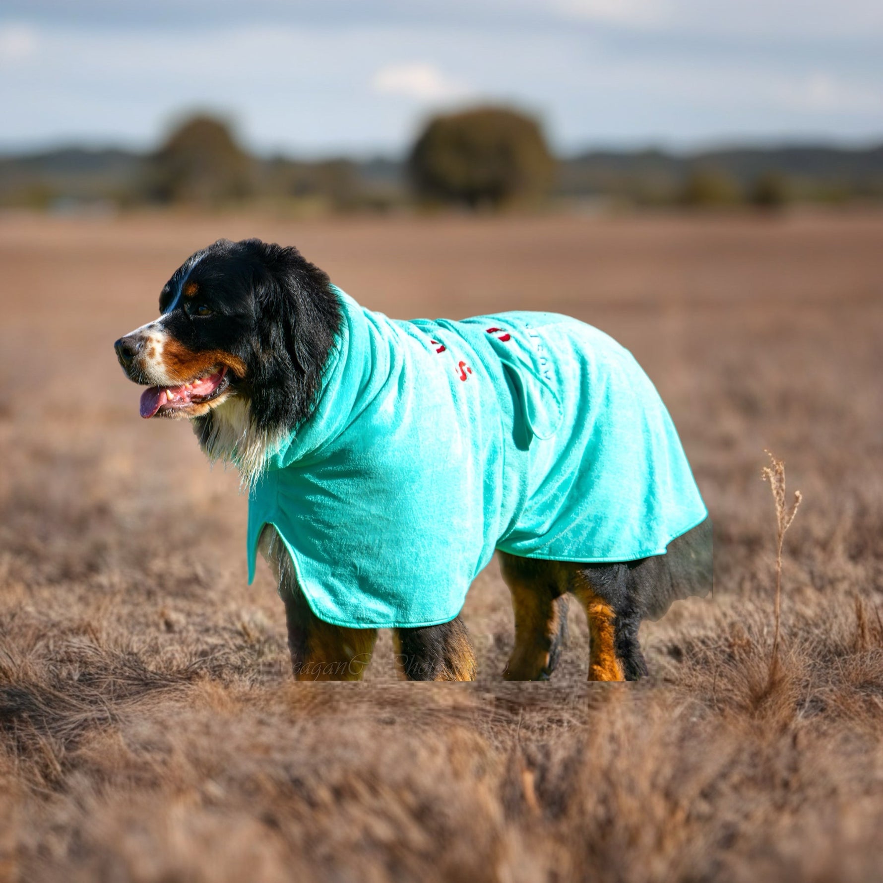 SurfDog Australia Dog Drying Coats