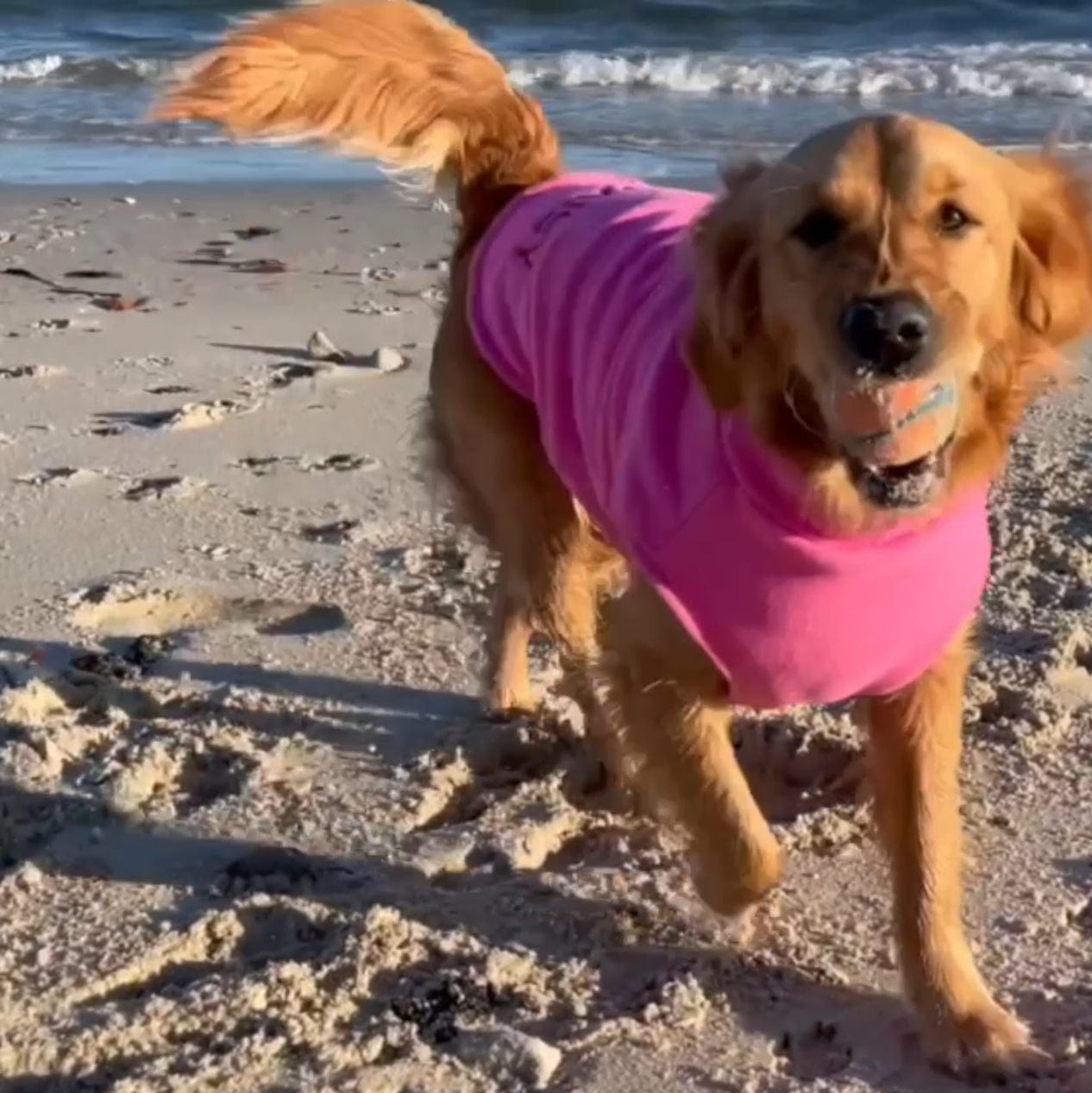 Surfdog Australia Dog Jumper Dog Jumpers - Double Snuggle